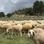 Ovejas en la Bioregión del Cerrato